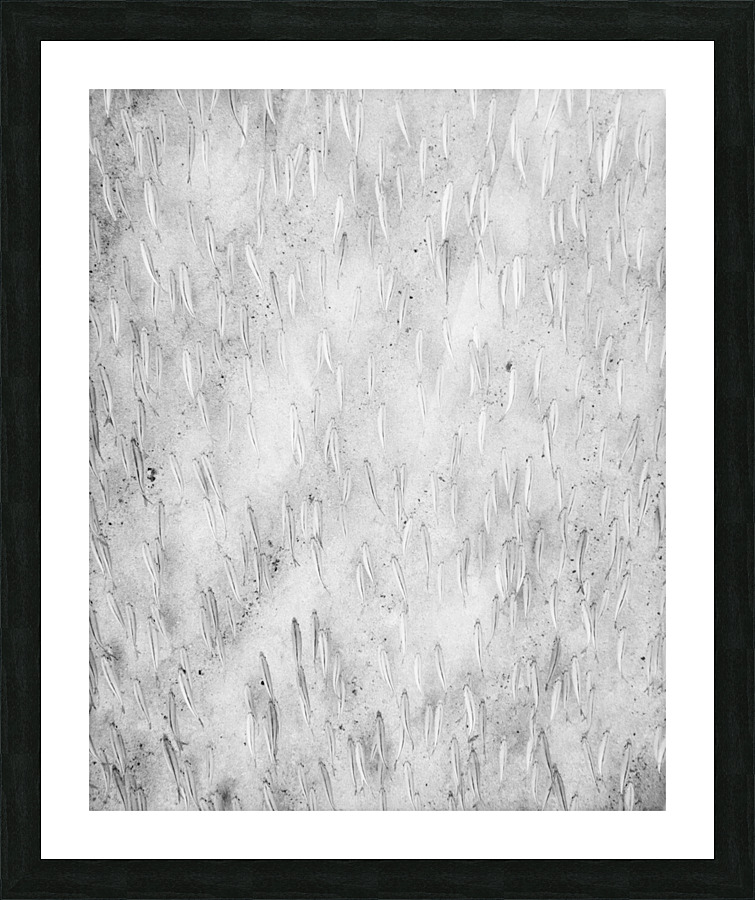Abstract_Fish Picture Frame print