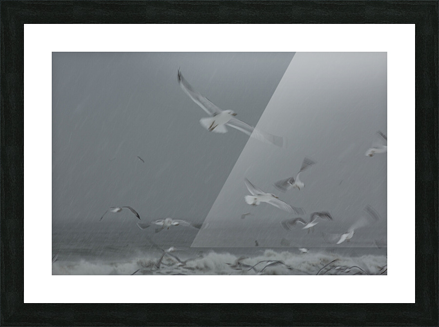 Seagulls Picture Frame print