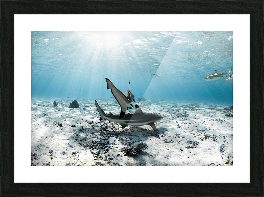 Blacktips Picture Frame print