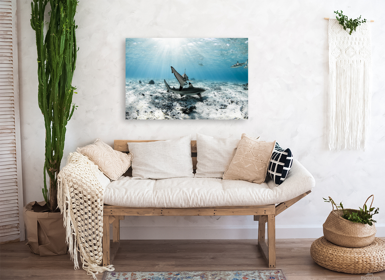 Blacktips Reproduction