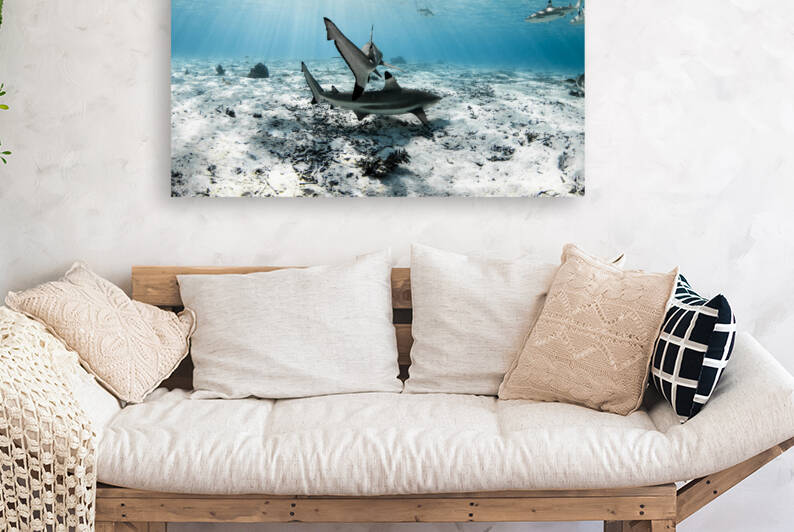 Blacktips Reproduction