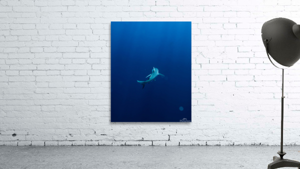 Deepblue Wall Preview