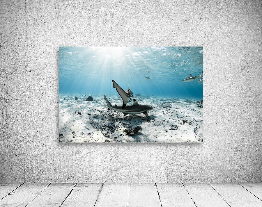 Blacktips Wall Preview