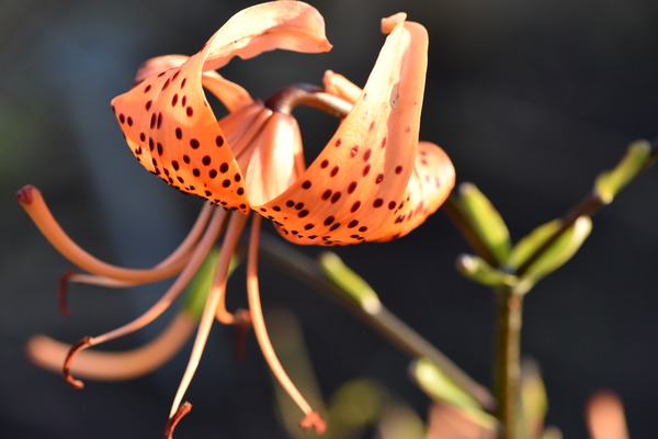 Lys au soleil dete Digital Download