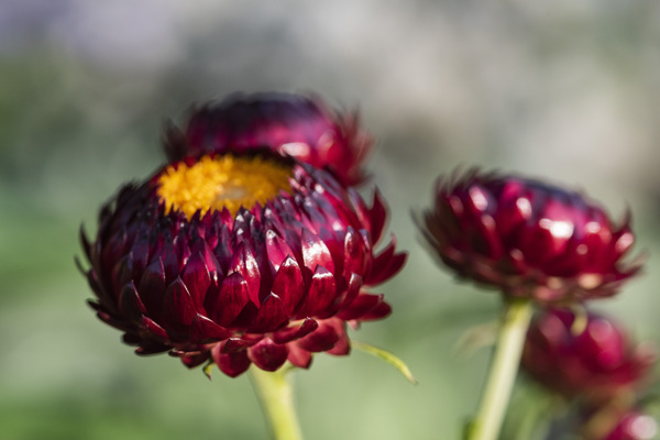  immortelle a bracteesfleur Téléchargement Numérique