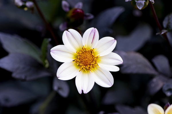 Fleur naturel Digital Download