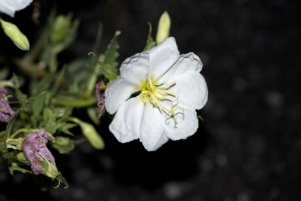 Projet qqq20190905 0174 Digital Download