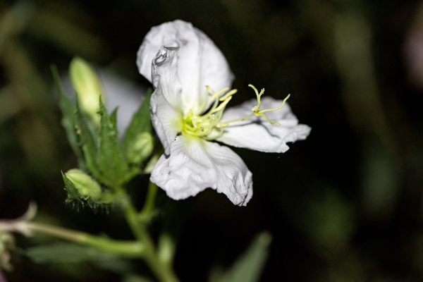 Fleurs power Digital Download