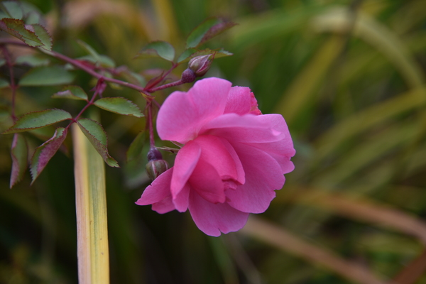 Rose solitaire Digital Download