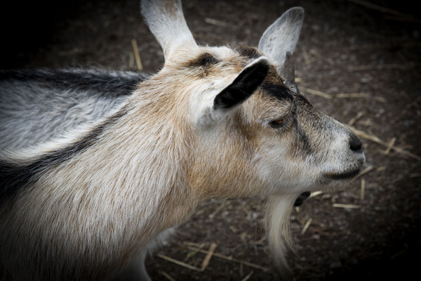 Chevre et compagnon Digital Download