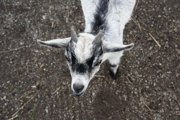 Bebe chevre Téléchargement Numérique