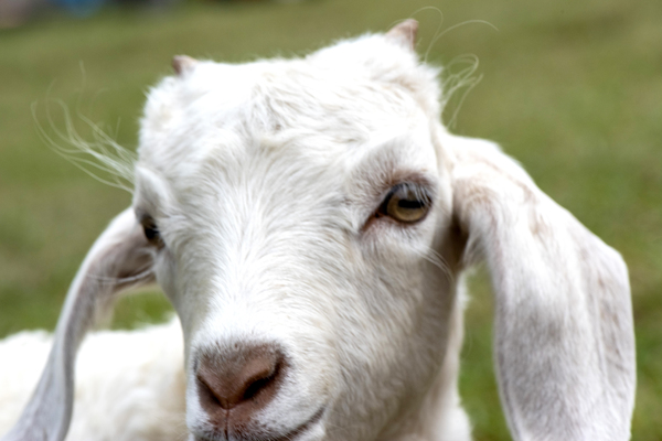 Chevre blance de M. Seguin  Digital Download