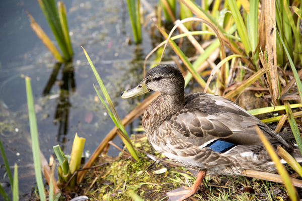 Belle journee au soleil Téléchargement Numérique