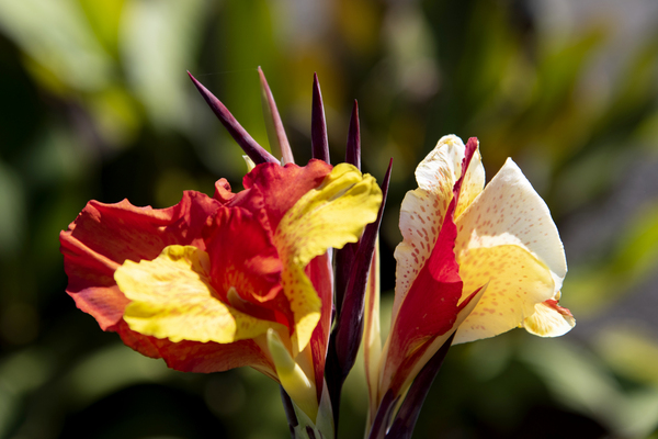 Balisier comestible Digital Download