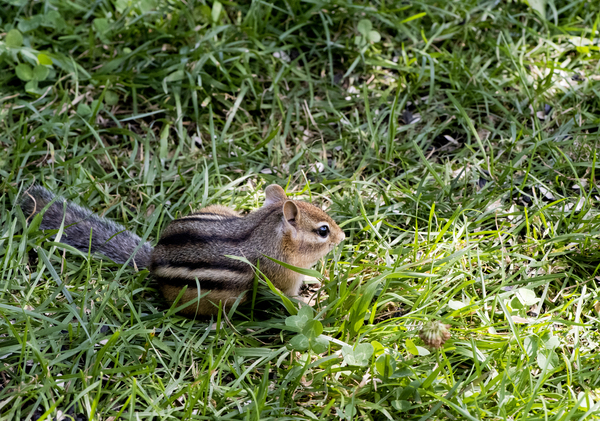 Suisse du Quebec  Digital Download