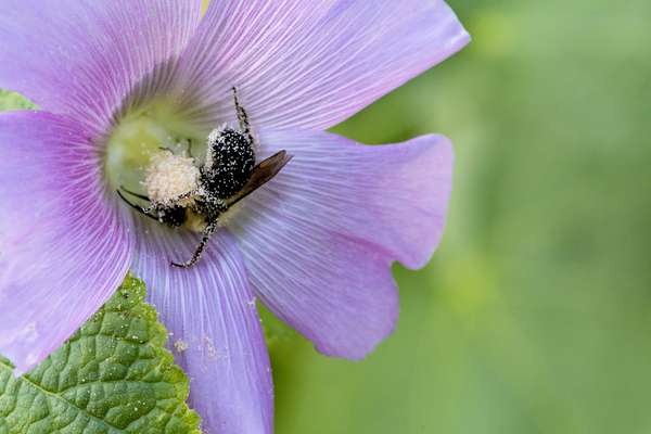 Natures Worker: Macro Image of Pollen-Covered Bee on Hibiscus Téléchargement Numérique