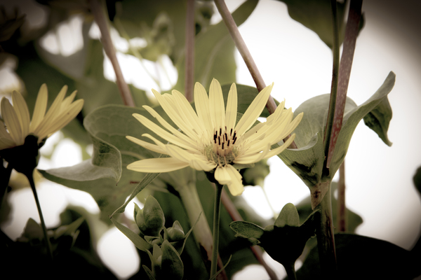 Nature reinventee : Decouvrez le tournesol en macro desature  Digital Download