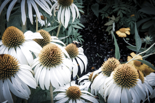Splendeur botanique : Champs de fleurs dEchinace capture en macro avec une touche de desaturation Digital Download