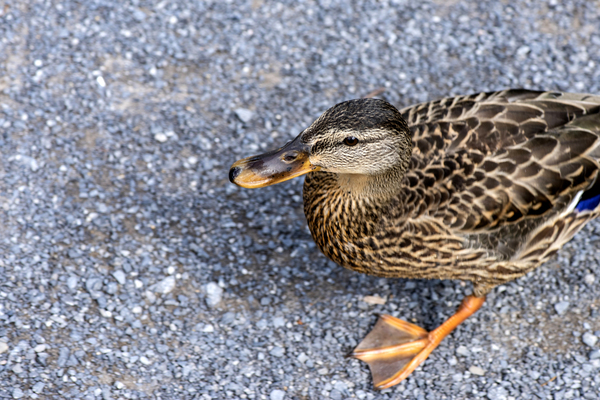 Canard perdu  Digital Download