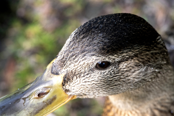 Macro canard Digital Download