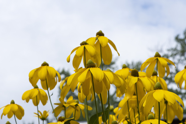 Tournesol naturel Digital Download
