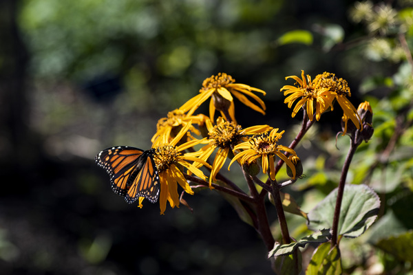 Distant Monarch: Butterfly on Yellow Flowers Digital Download