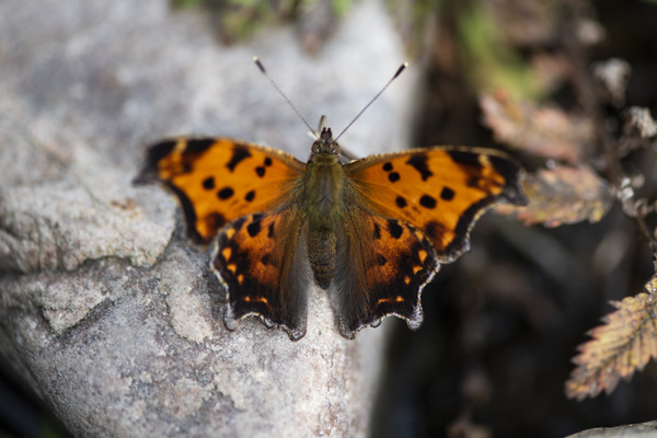 Resting Radiance: Orange-Winged Butterfly on Grey Rock Digital Download