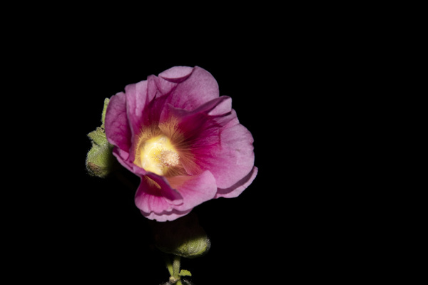 Hibiscus de nuit  Digital Download