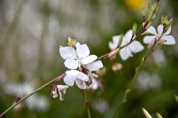 Luminosite florale : Fleur de Gaura en pose macro details captivants et fond bokeh Digital Download