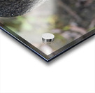 canard macro Acrylic print