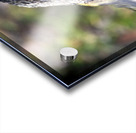 Macro canard Acrylic print