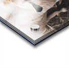 A la ferme Acrylic print
