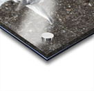 Bebe chevre Impression Acrylique