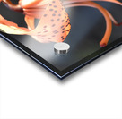 Lys au soleil dete Acrylic print