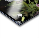 Projet qqq20190905 0174 Acrylic print