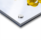 Tournesol naturel Acrylic print