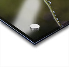 Macros sous la pluie Acrylic print