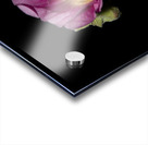 Hibiscus de nuit  Acrylic print