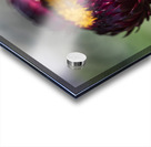  immortelle a bracteesfleur Impression Acrylique