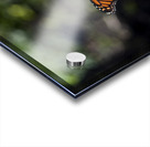 Distant Monarch: Butterfly on Yellow Flowers Acrylic print