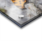 Resting Radiance: Orange-Winged Butterfly on Grey Rock Acrylic print