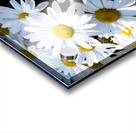 Harmonie naturelle : Decouvrez la delicatesse dun tapis de marguerites blanches en macro Acrylic print