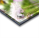 Magie de la nature : Decouvrez linstant capture de labeille sur la fleur eponge. Acrylic print