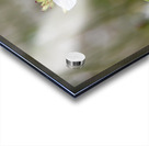 Luminosite florale : Fleur de Gaura en pose macro details captivants et fond bokeh Acrylic print