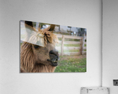Alpaga dans sa ferme Acrylic Print