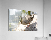 Canard du Quebec Acrylic Print