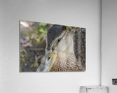 canard macro Acrylic Print