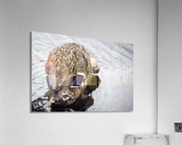Canard en action Acrylic Print