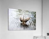 Canard envol Acrylic Print