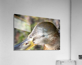 Macro canard Acrylic Print